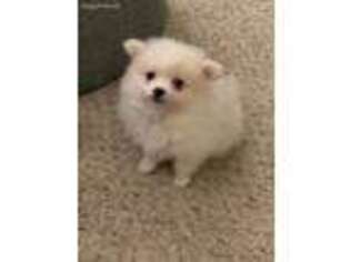 Pomeranian Puppy for sale in Columbia, MO, USA
