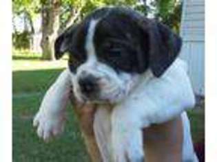 Olde English Bulldogge Puppy for sale in Bishopville, SC, USA