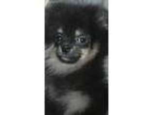 Pomeranian Puppy for sale in Coon Rapids, IA, USA