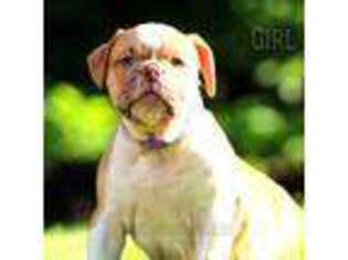 Olde English Bulldogge Puppy for sale in Medina, OH, USA