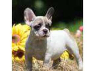 French Bulldog Puppy for sale in Winchester, VA, USA