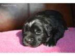 Saint Bernard Puppy for sale in Sugar City, ID, USA