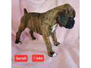Boxer Puppy for sale in Logan, IA, USA