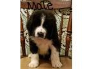 Newfoundland Puppy for sale in Earlville, IA, USA