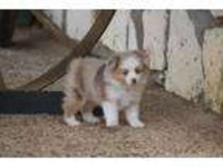 Miniature Australian Shepherd Puppy for sale in Normangee, TX, USA