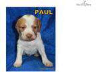 Brittany Puppy for sale in Kansas City, MO, USA