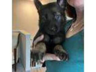 German Shepherd Dog Puppy for sale in Mooresville, NC, USA