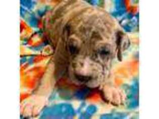 Great Dane Puppy for sale in Carriere, MS, USA