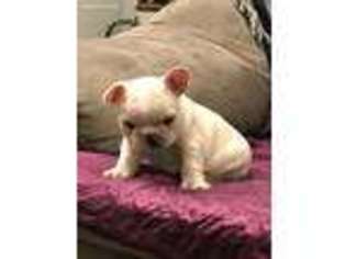 French Bulldog Puppy for sale in Killen, AL, USA