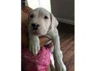 Dogo Argentino Puppy for sale in Brooksville, FL, USA