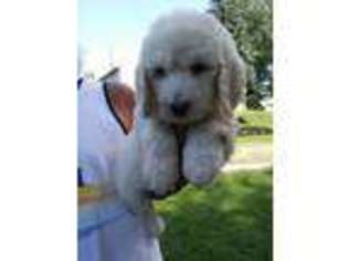 Goldendoodle Puppy for sale in New Paris, OH, USA