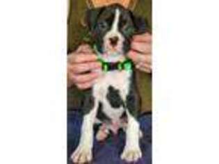 Boxer Puppy for sale in Fremont, MI, USA