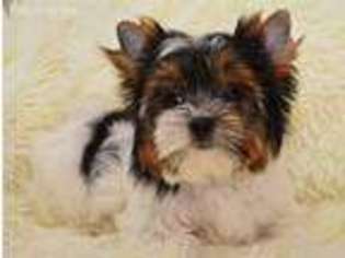 Biewer Terrier Puppy for sale in Turtle Lake, ND, USA