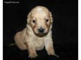 Goldendoodle Puppy for sale in Koshkonong, MO, USA