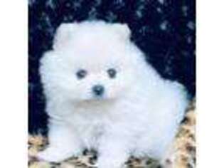 Pomeranian Puppy for sale in Lake City, SC, USA