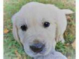 Mutt Puppy for sale in Nickelsville, VA, USA