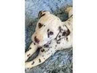 Dalmatian Puppy for sale in Paducah, KY, USA