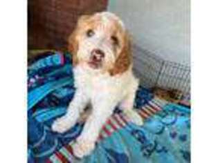 Goldendoodle Puppy for sale in Strathmore, CA, USA