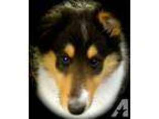 Collie Puppy for sale in RIDDLE, OR, USA