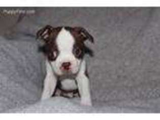 Boston Terrier Puppy for sale in Gordon, TX, USA