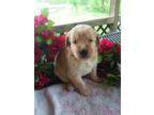 Labradoodle Puppy for sale in Flat Rock, IL, USA