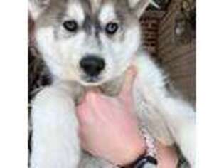 Siberian Husky Puppy for sale in Tampa, FL, USA