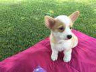 Pembroke Welsh Corgi Puppy for sale in Cleveland, TX, USA