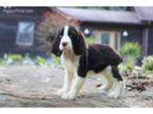 English Springer Spaniel Puppy for sale in Knoxville, TN, USA