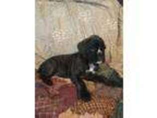Boxer Puppy for sale in Lynn, IN, USA