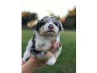 Australian Shepherd Puppy for sale in Eagle Lake, TX, USA