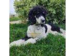 Mutt Puppy for sale in Payette, ID, USA