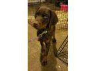 Doberman Pinscher Puppy for sale in Shelbyville, IN, USA