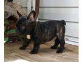 French Bulldog Puppy for sale in Batesburg, SC, USA