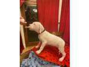 Dogo Argentino Puppy for sale in Roseville, MN, USA