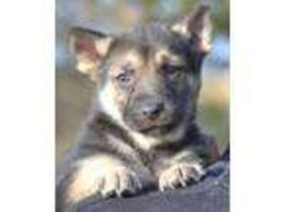 German Shepherd Dog Puppy for sale in Pecatonica, IL, USA