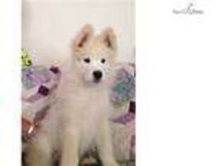 Puppyfinder Com Samoyed Puppies Puppies For Sale Near Me In Fargo North Dakota Usa Page 1 Displays 10