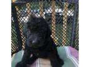 Labradoodle Puppy for sale in Peoria, IL, USA