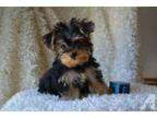 Yorkshire Terrier Puppy for sale in BELGRADE, MN, USA