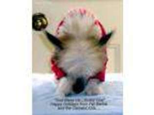 Chinese Crested Puppy for sale in Greene, RI, USA