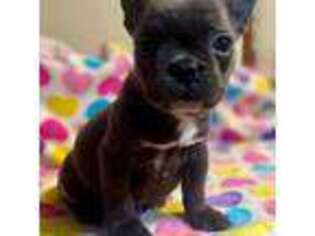 French Bulldog Puppy for sale in Cookeville, TN, USA