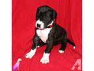 Great Dane Puppy for sale in PORT ANGELES, WA, USA