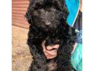 Mutt Puppy for sale in Bellvue, CO, USA