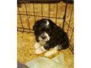 Cocker Spaniel Puppy for sale in Egnar, CO, USA