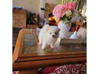 Pomeranian Puppy for sale in Braselton, GA, USA