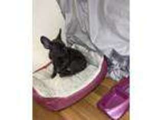 French Bulldog Puppy for sale in Harrison, NJ, USA