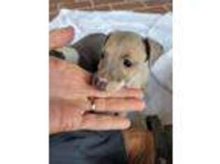 Italian Greyhound Puppy for sale in Monticello, FL, USA