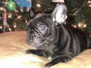 French Bulldog Puppy for sale in Morning View, KY, USA