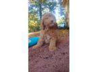 Labradoodle Puppy for sale in Nunnelly, TN, USA