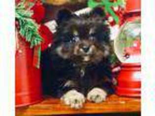 Pomeranian Puppy for sale in Ben Wheeler, TX, USA
