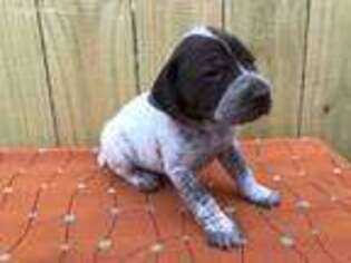 German Shorthaired Pointer Puppy for sale in Cleveland, TX, USA